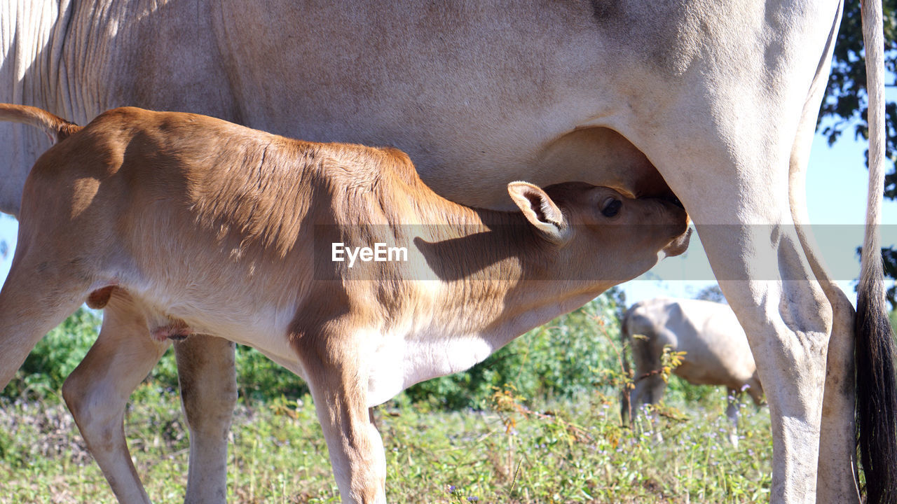 Calf eating cows milk