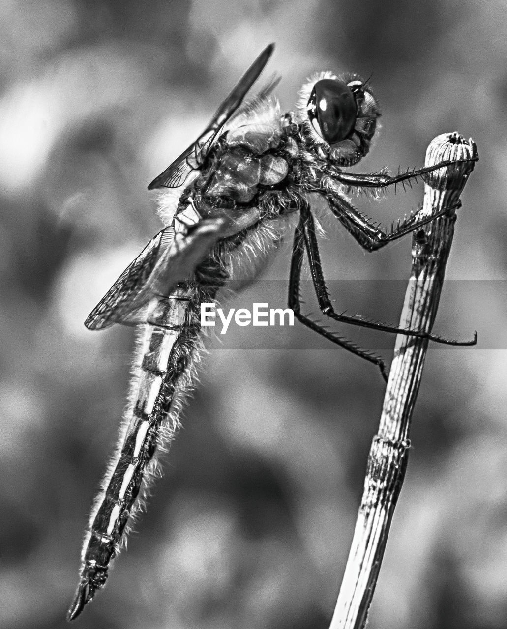CLOSE UP OF DRAGONFLY ON TWIG