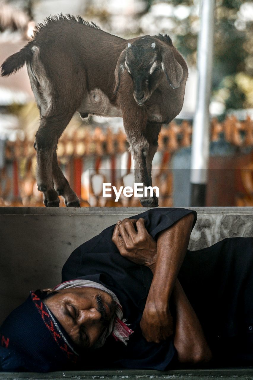 CLOSE-UP OF DOG WITH CAMERA ON FLOOR