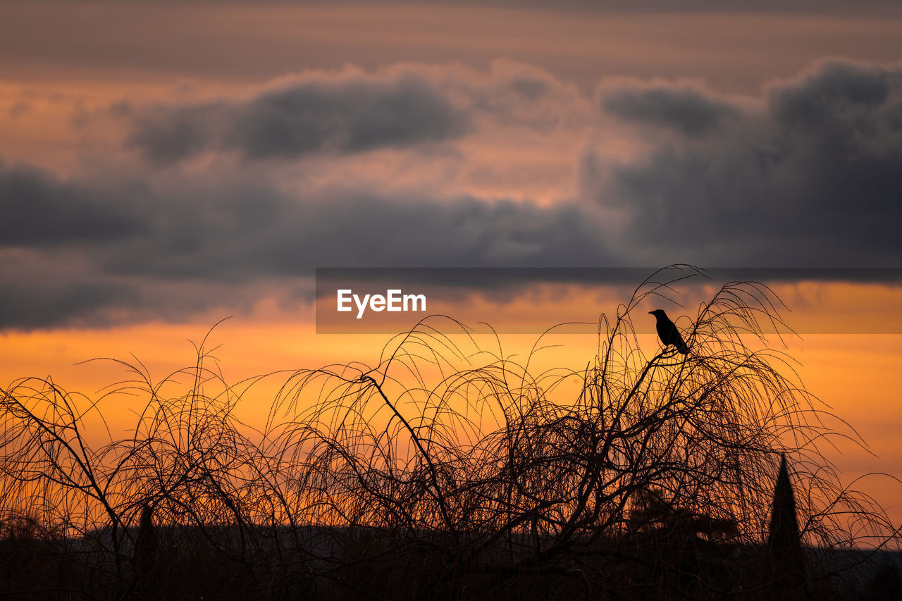 Silhouette bare trees on field against sky during sunset