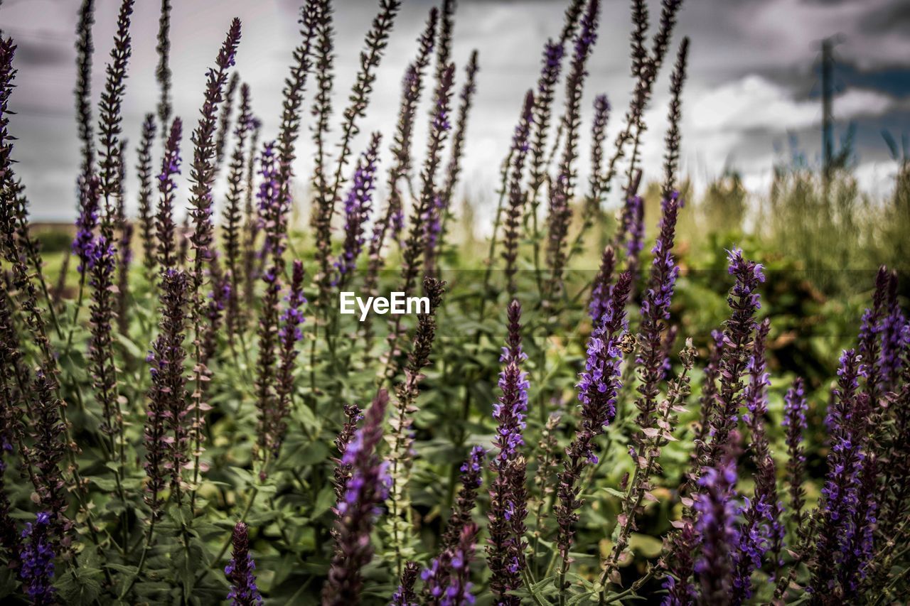 Flowers blooming on field
