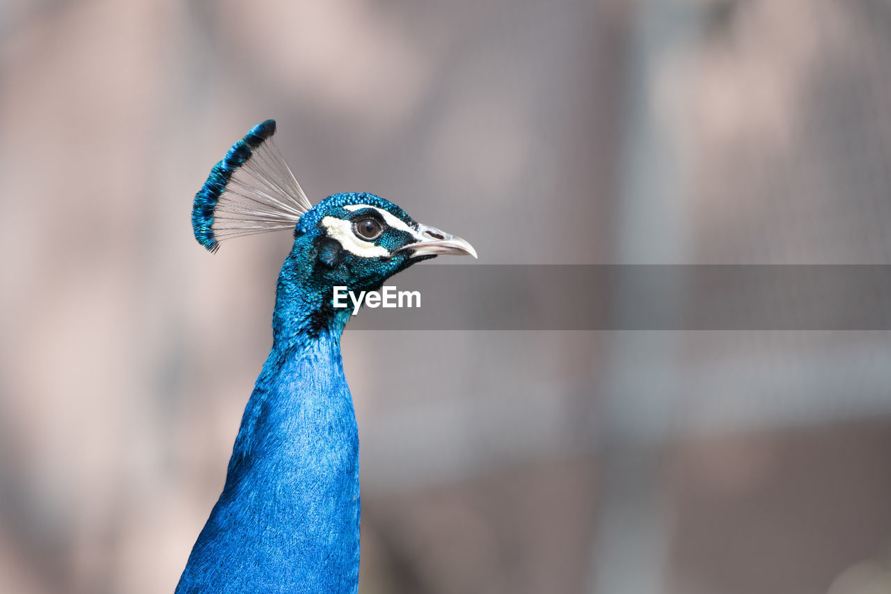 Close-up of peacock looking away