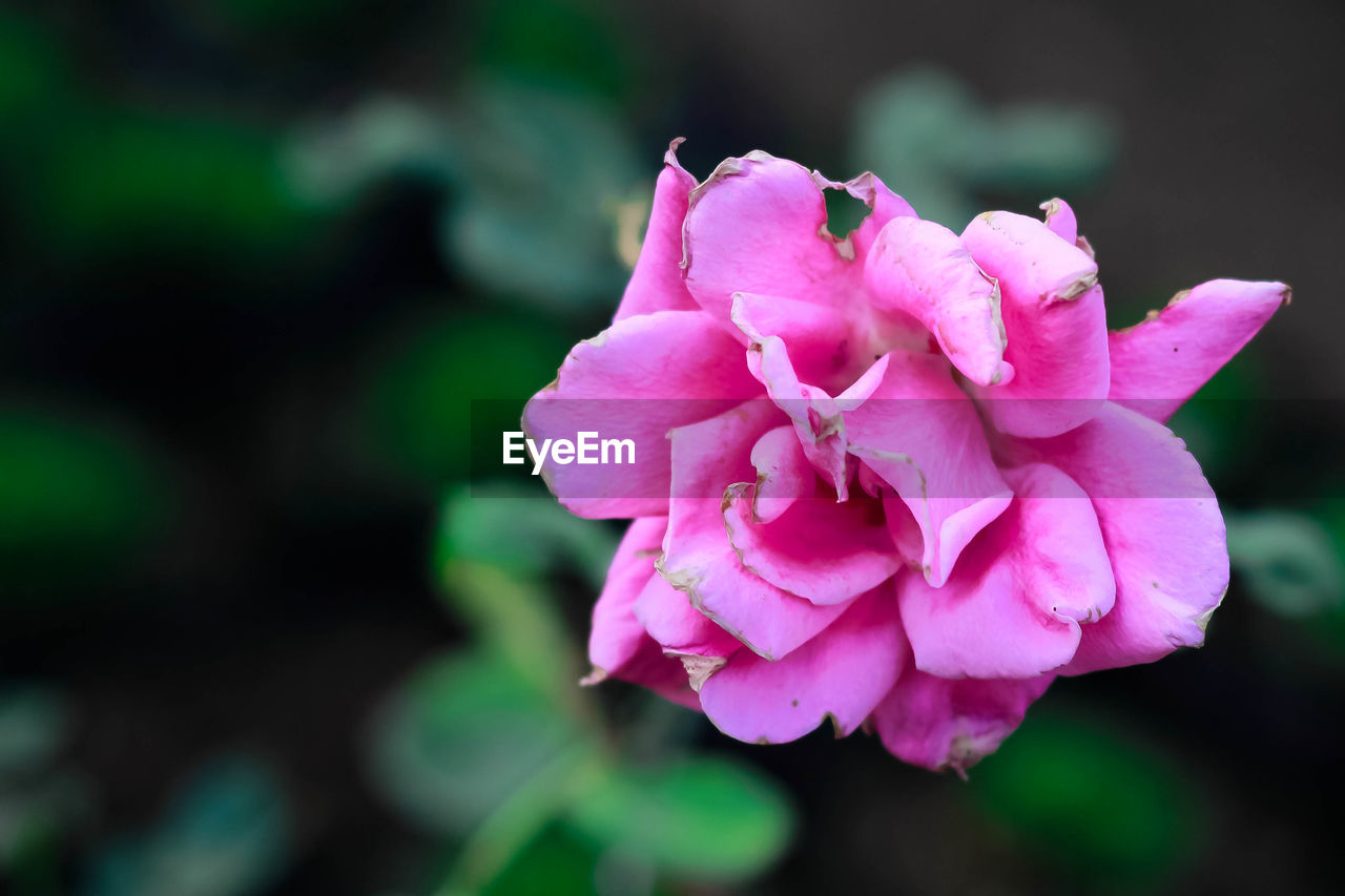 Close-up of pink rose