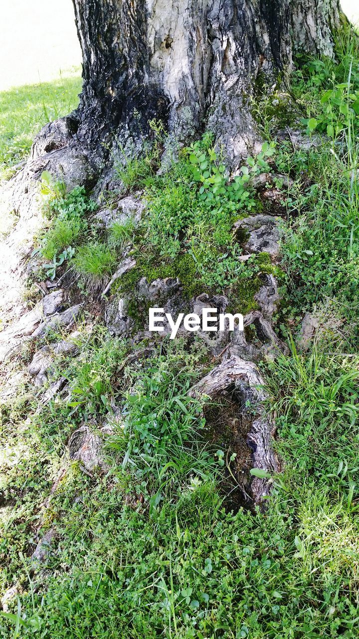 CLOSE-UP OF GREEN LIZARD ON ROCK