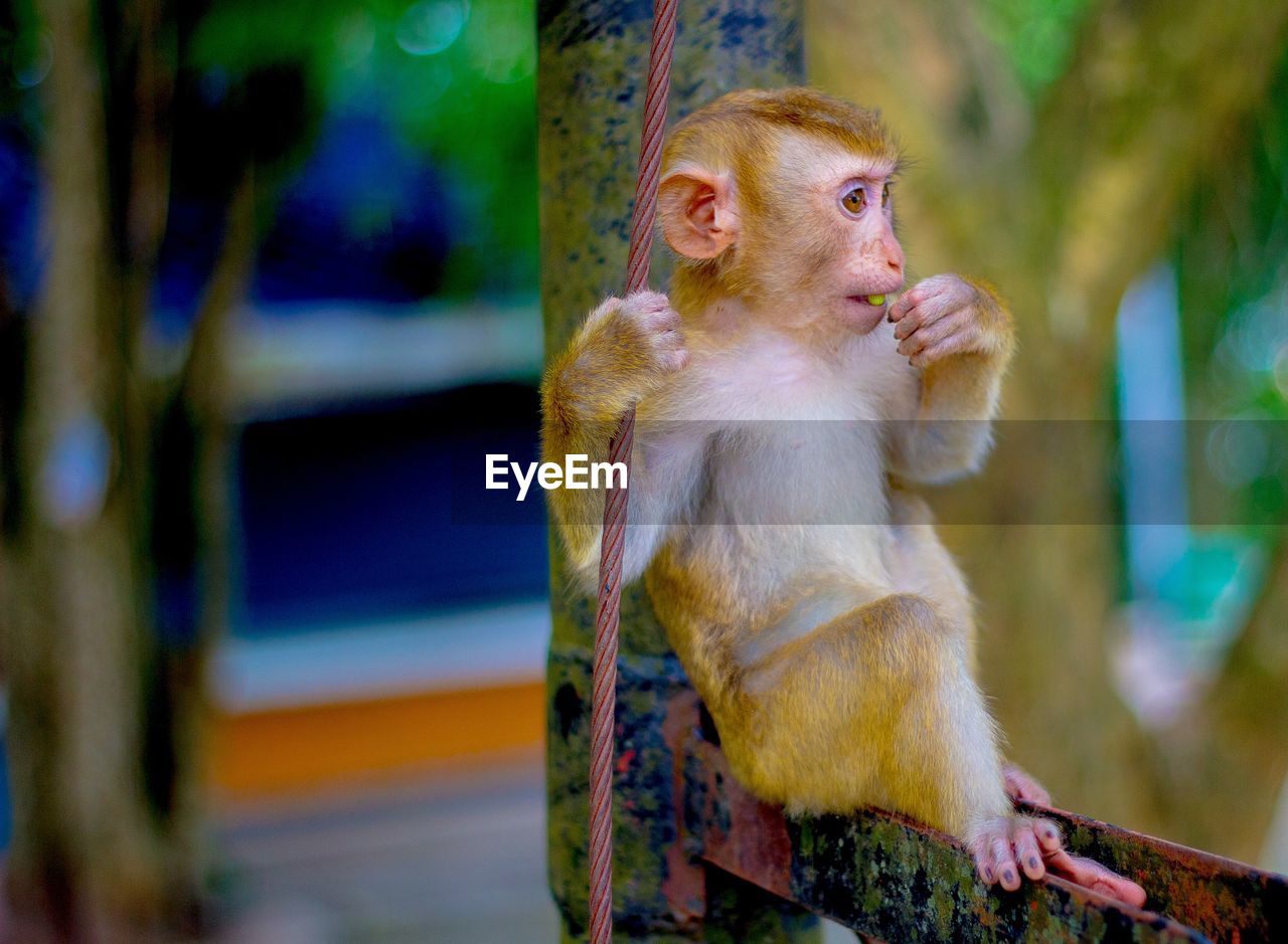 Close-up of monkey infant looking away