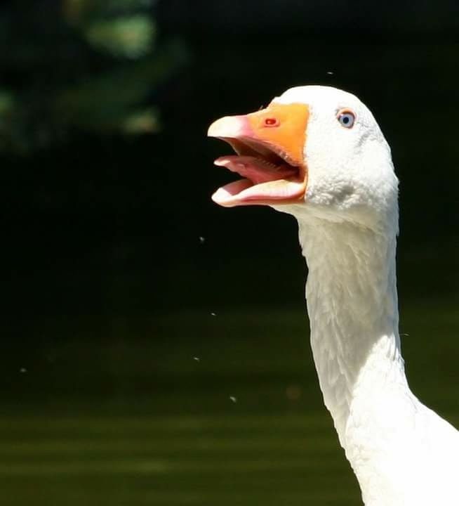 CLOSE-UP OF WHITE BIRD