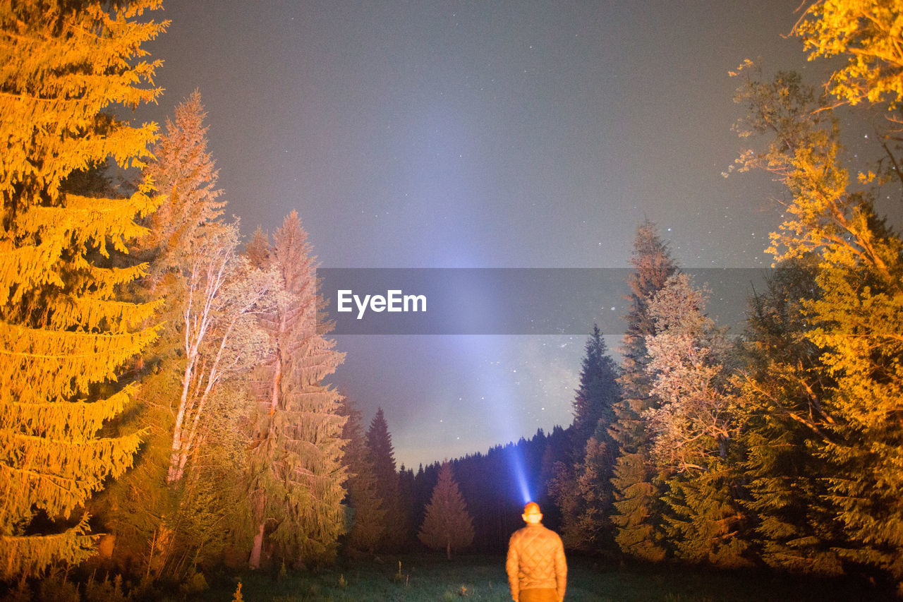 Panoramic view of trees in forest against sky at night