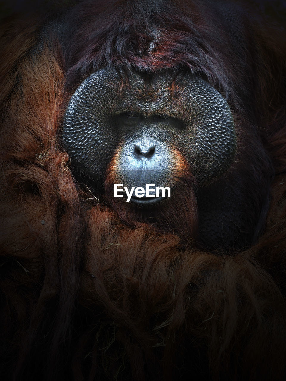 Close-up portrait of orangutan