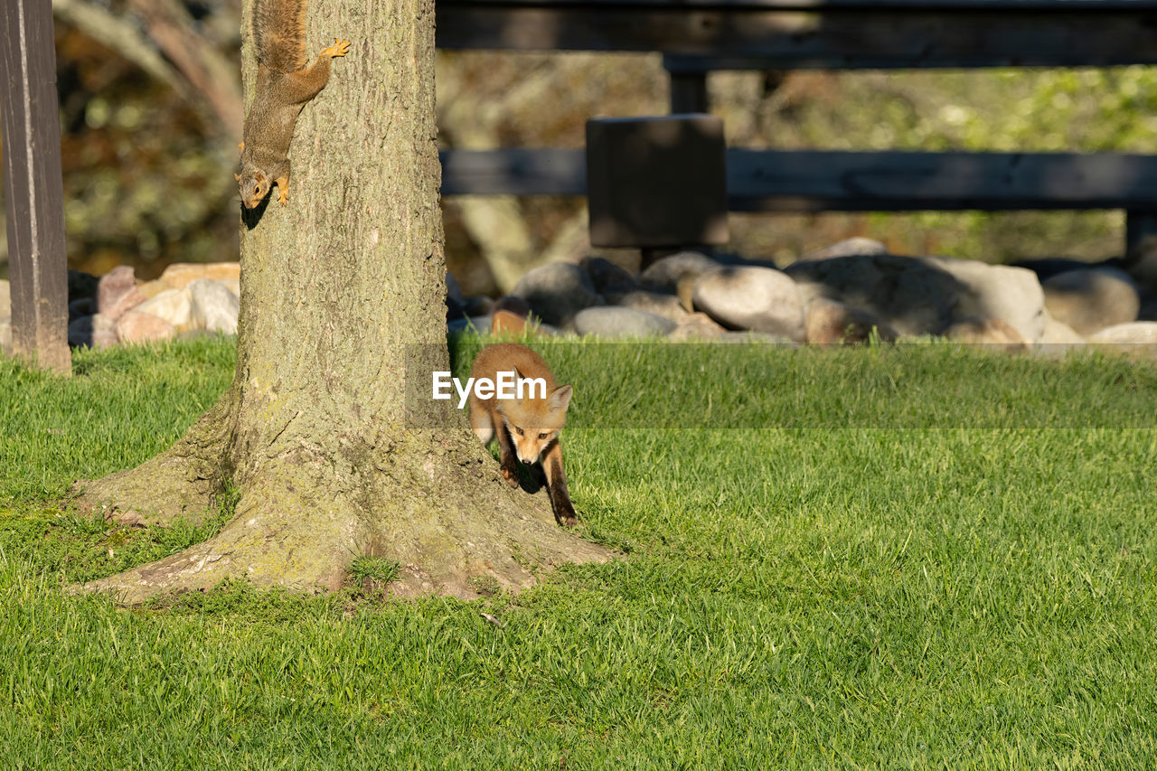 Red fox kits are spotted leaving their den