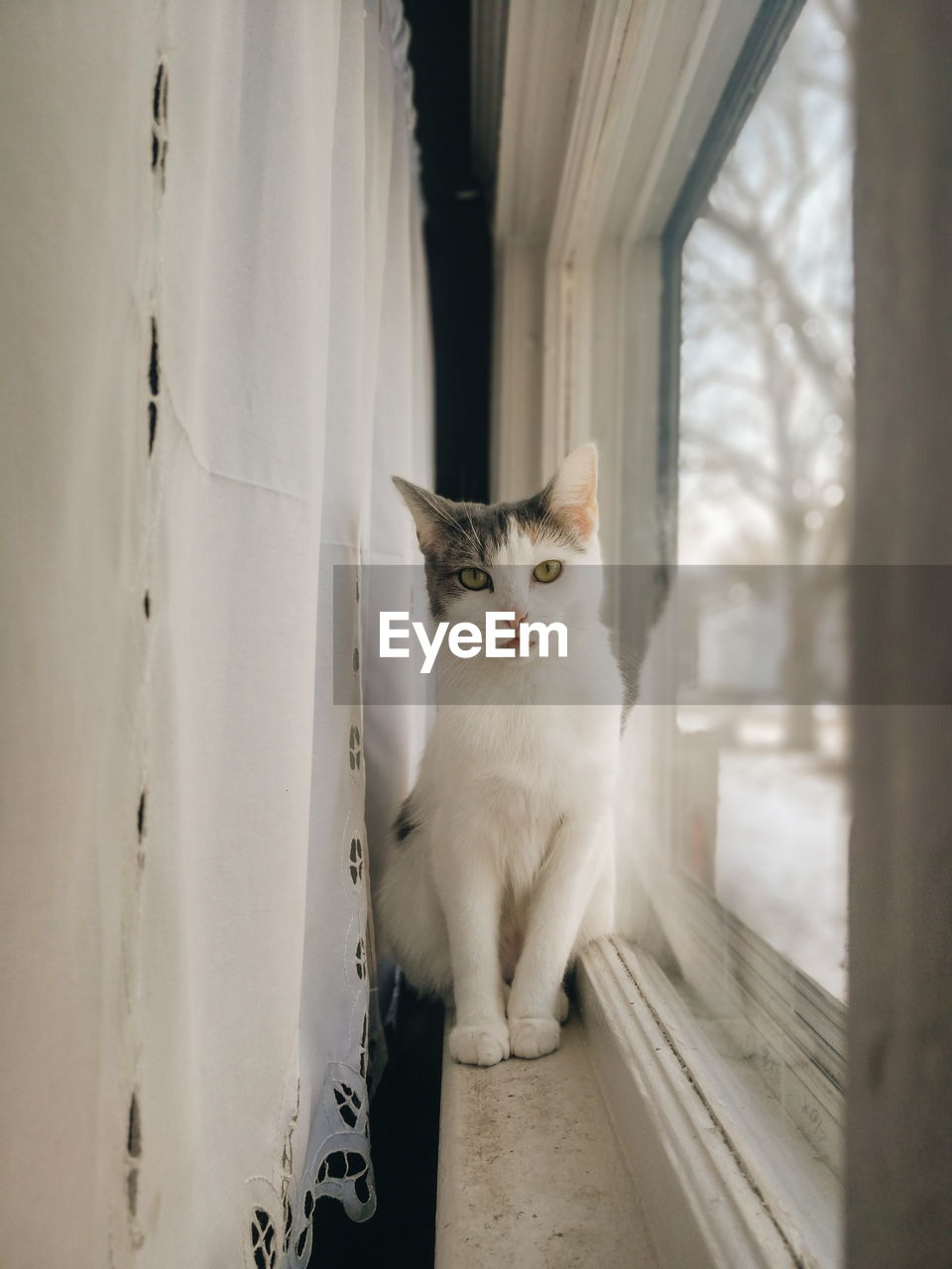 PORTRAIT OF CAT LOOKING THROUGH WINDOW