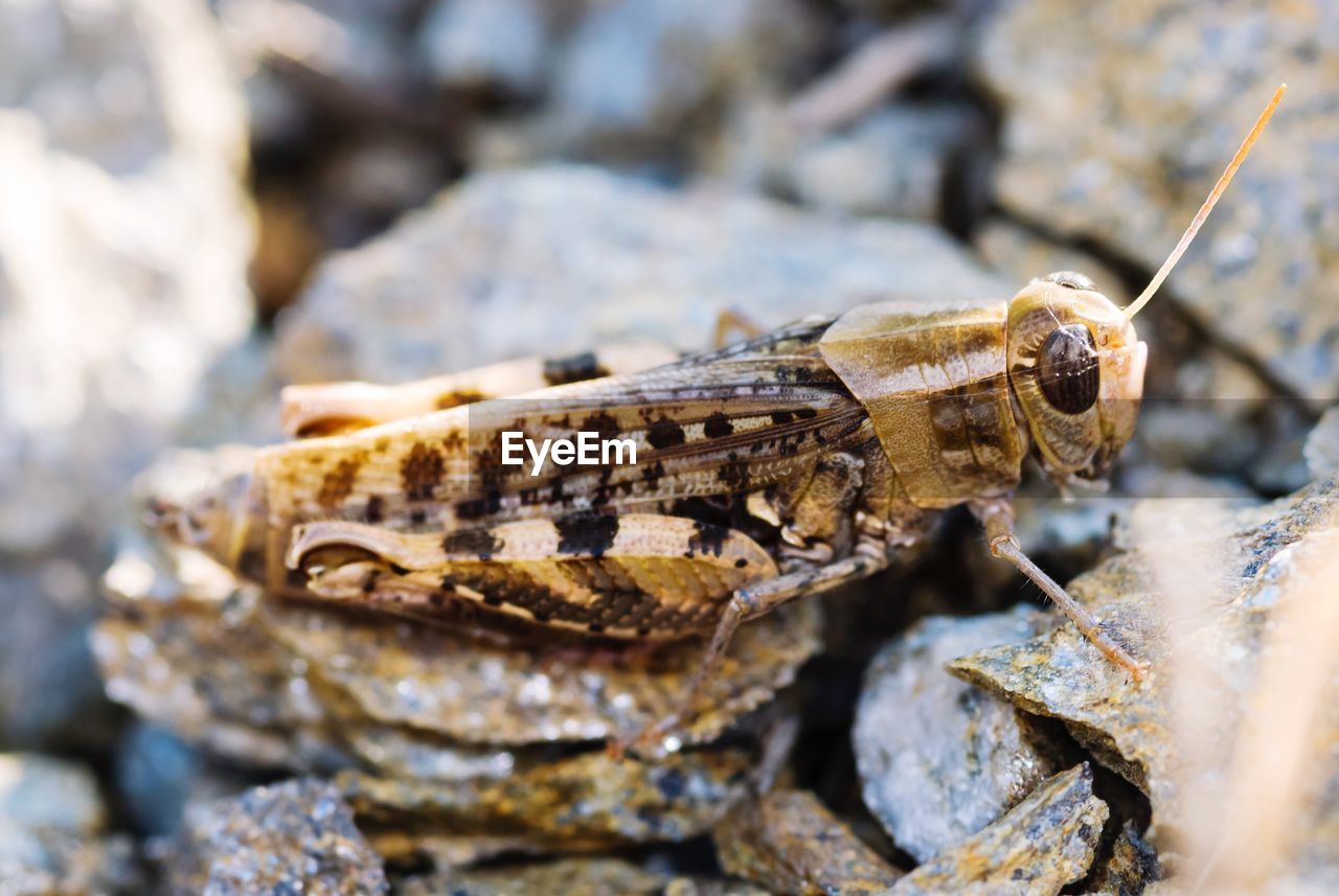 Close-up of grasshopper on rock