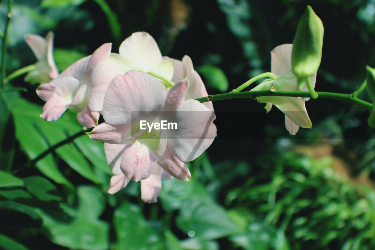 CLOSE-UP OF FLOWERS