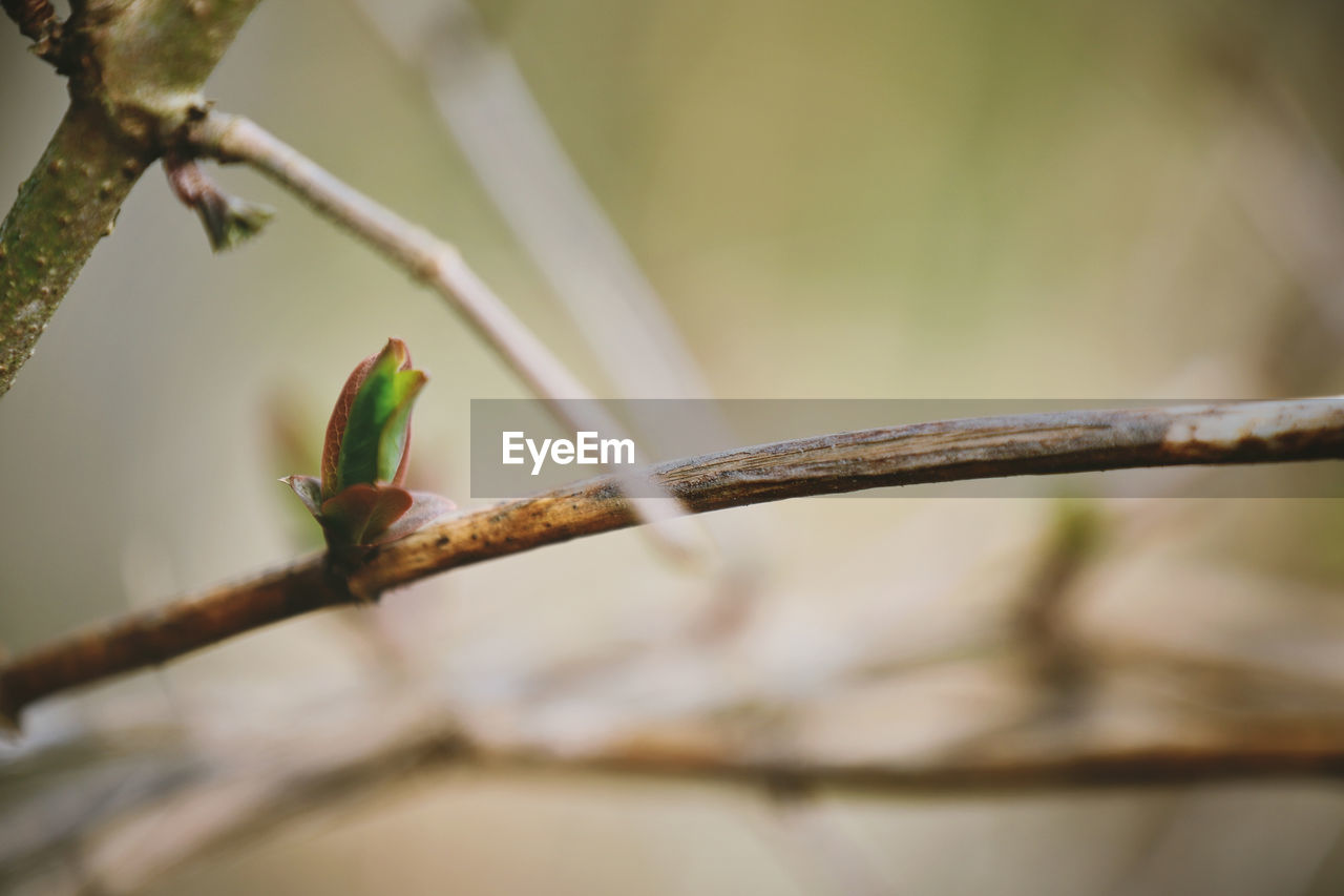 Beautiful Beautiful Nature Flowers,Plants & Garden Growth Life Nature Plant Tree Blossom Branch Bud Change Flower Flowers Forest Garden Leaves Park Pinecone Season  Selective Focus Spring Springtime Springtime Blossoms