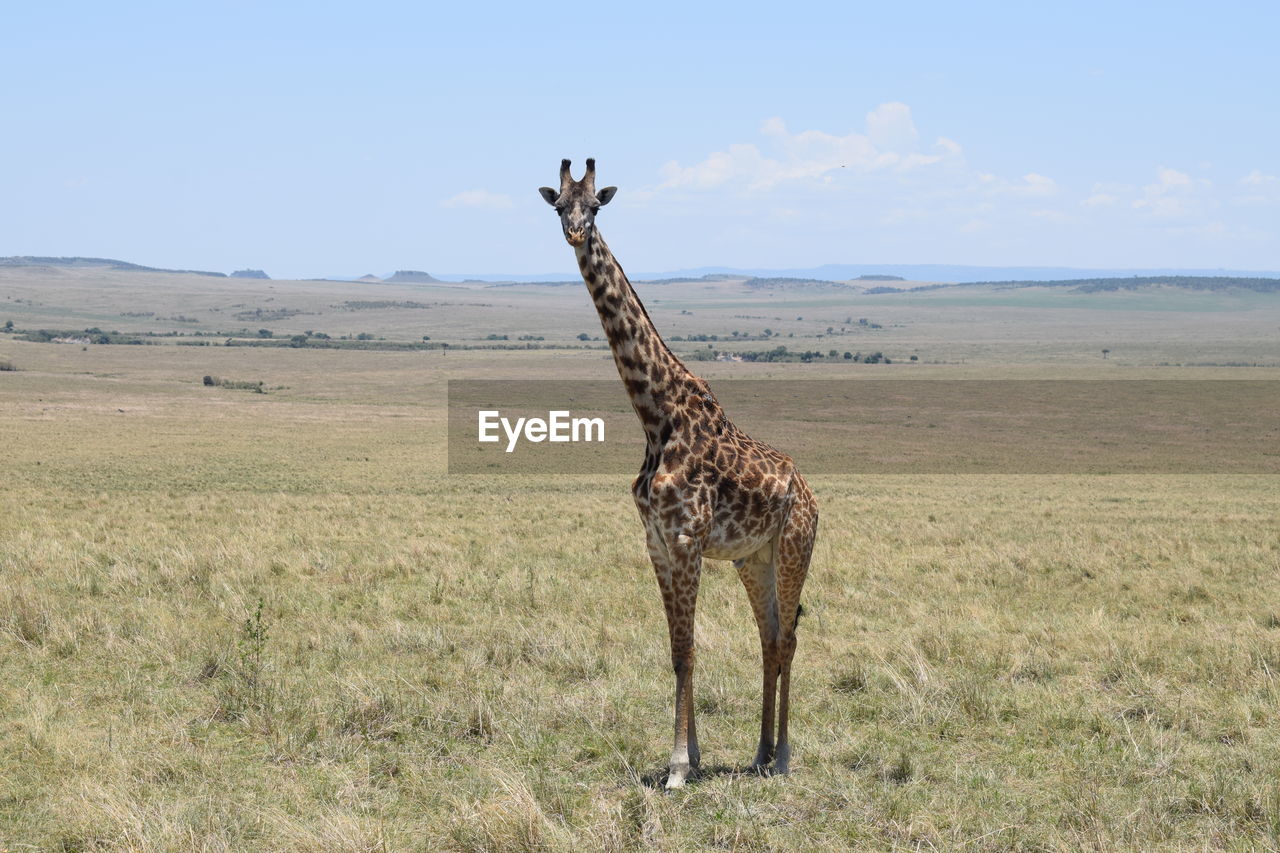 Lone giraffe in the wild in maasai mara game reserve, kenya