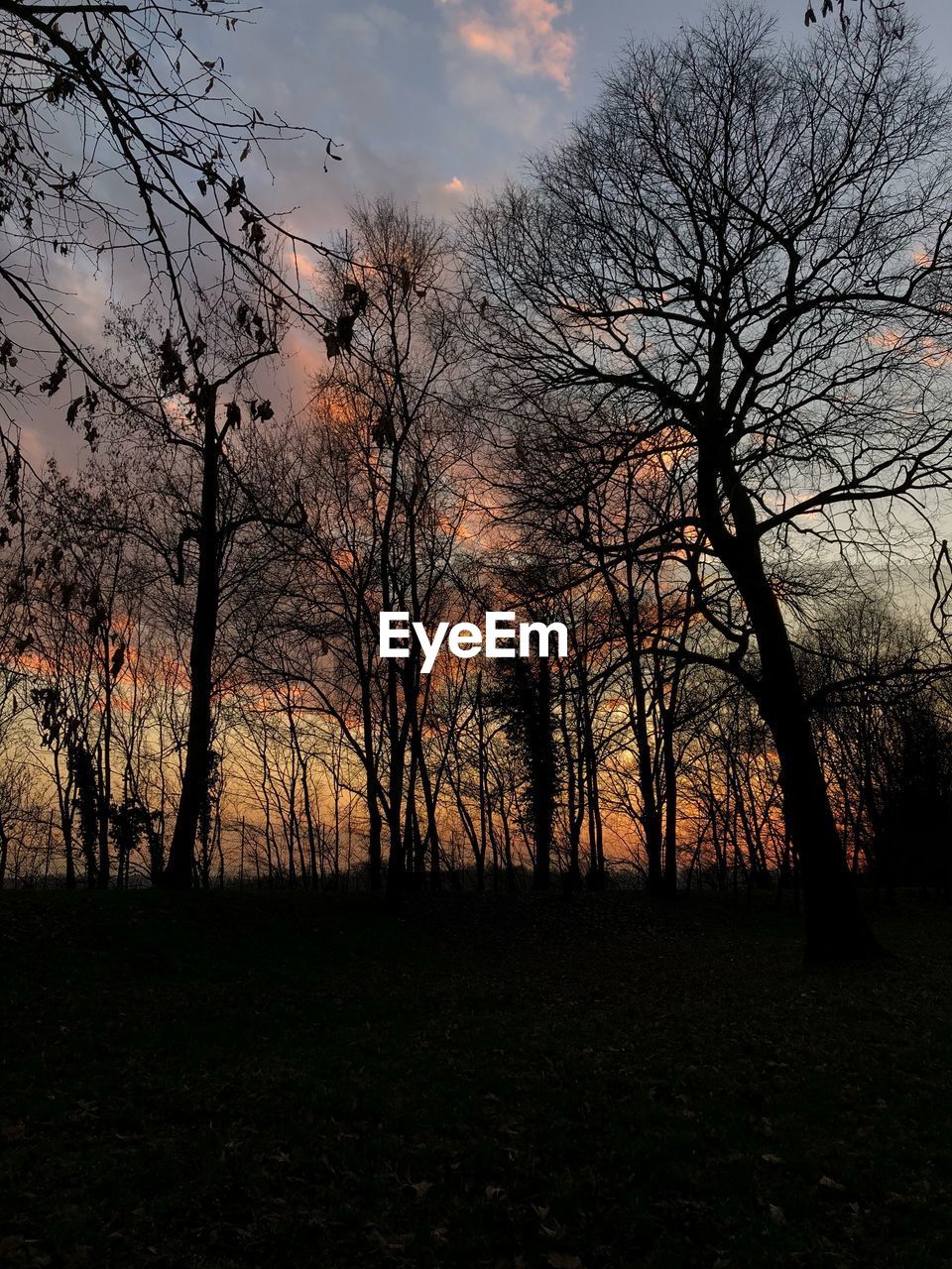 SILHOUETTE BARE TREES IN FOREST AGAINST SKY