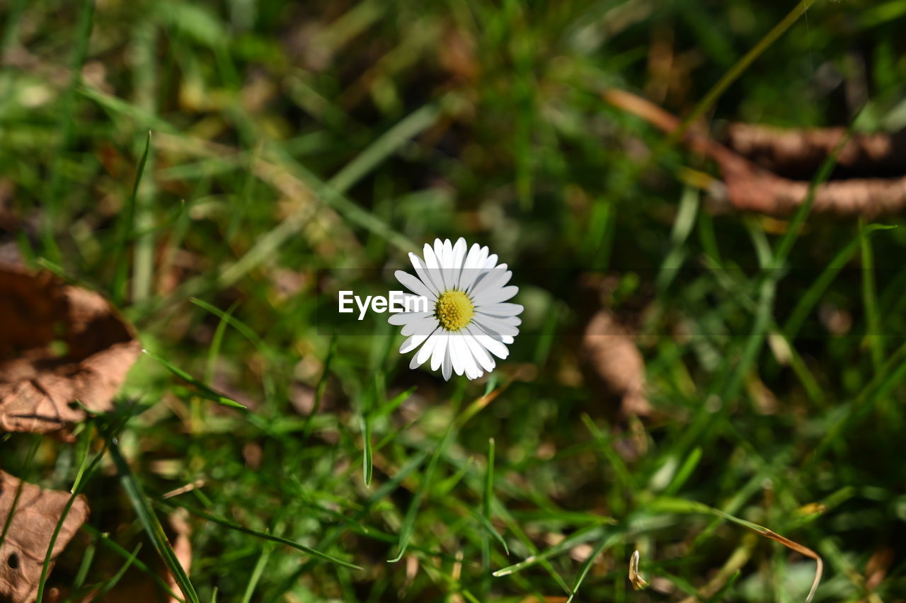 Close-up of white flowering plant on field