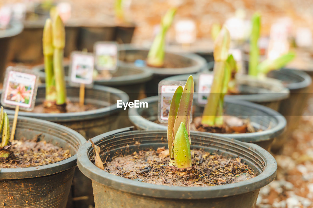 Close-up of potted plants for sale