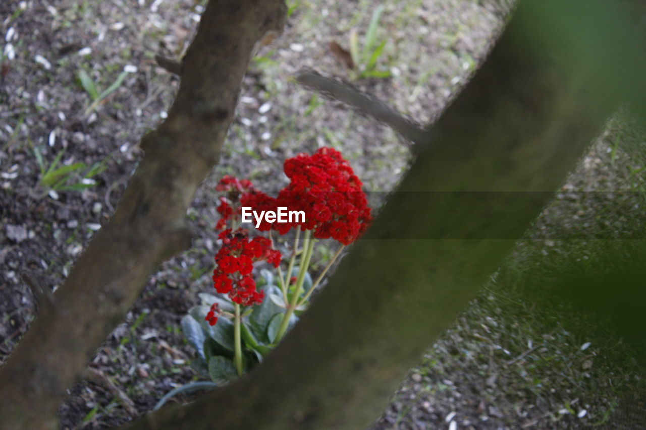 RED FLOWERS ON BRANCH