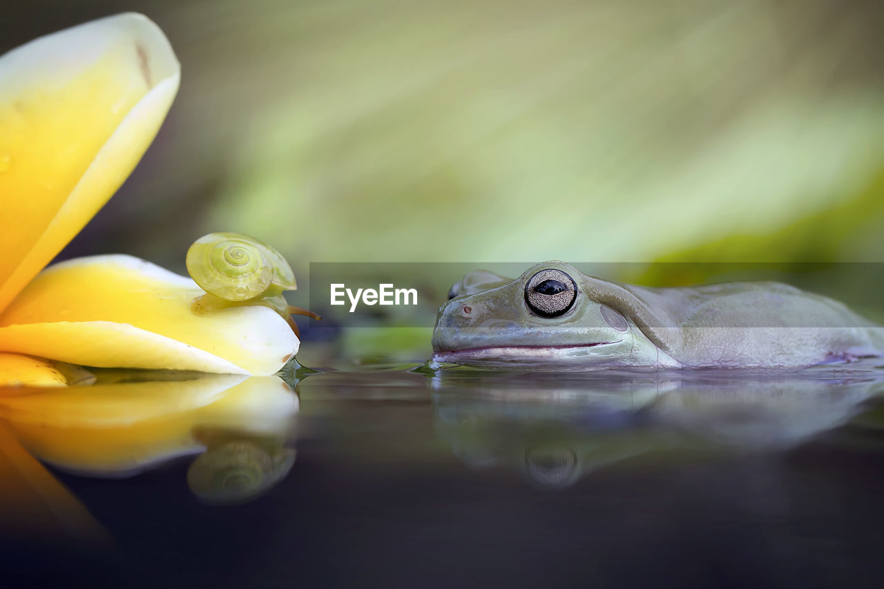 The australian green tree frog or dumpy tree frog, with natural and colorful background.