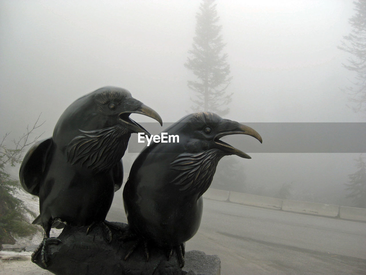 PIGEONS PERCHING ON SNOW