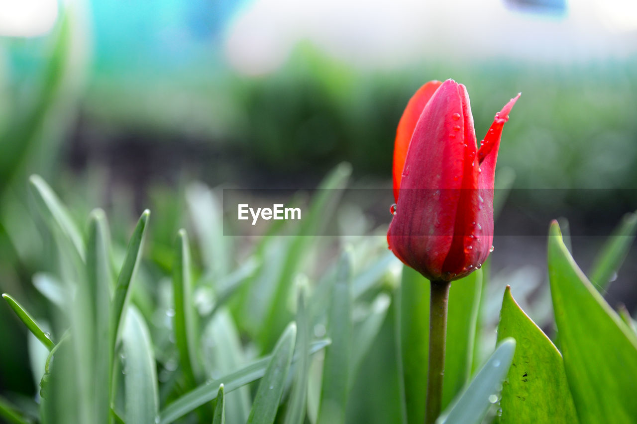 Close-up of red tulip