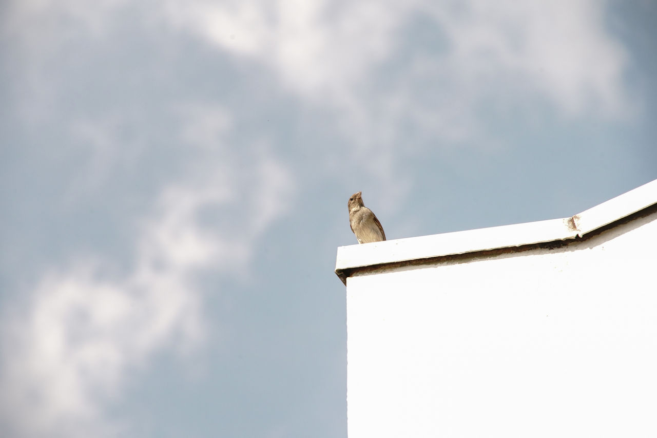 LOW ANGLE VIEW OF SEAGULL PERCHING ON ROOF AGAINST CLOUDY SKY