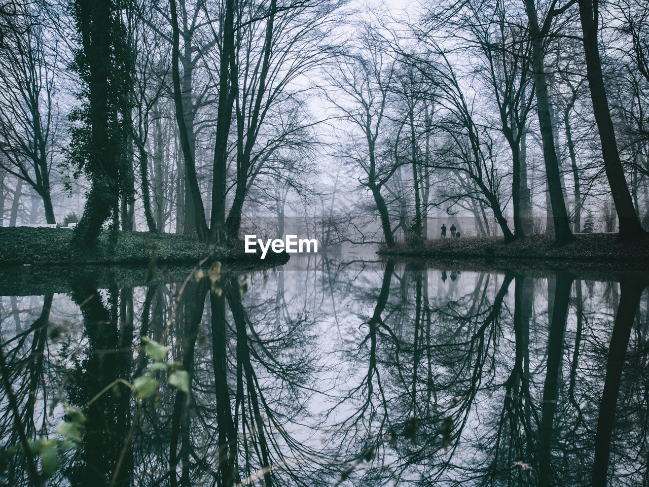 Scenic reflection of bare trees in calm lake