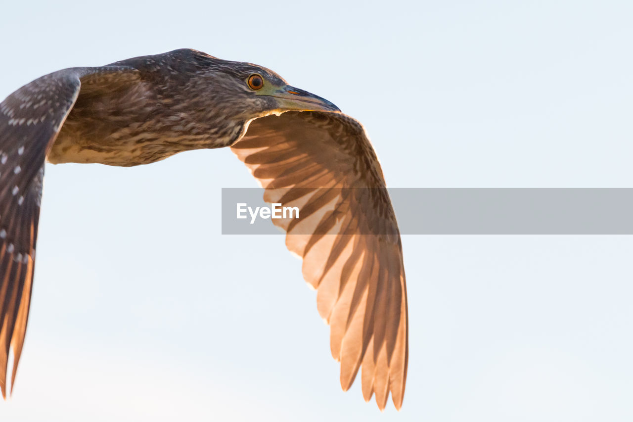 Close-up of bird flying in clear sky
