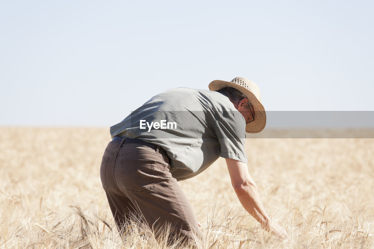 Farmer examining dried up field of crop on hot day as a result of the global warming