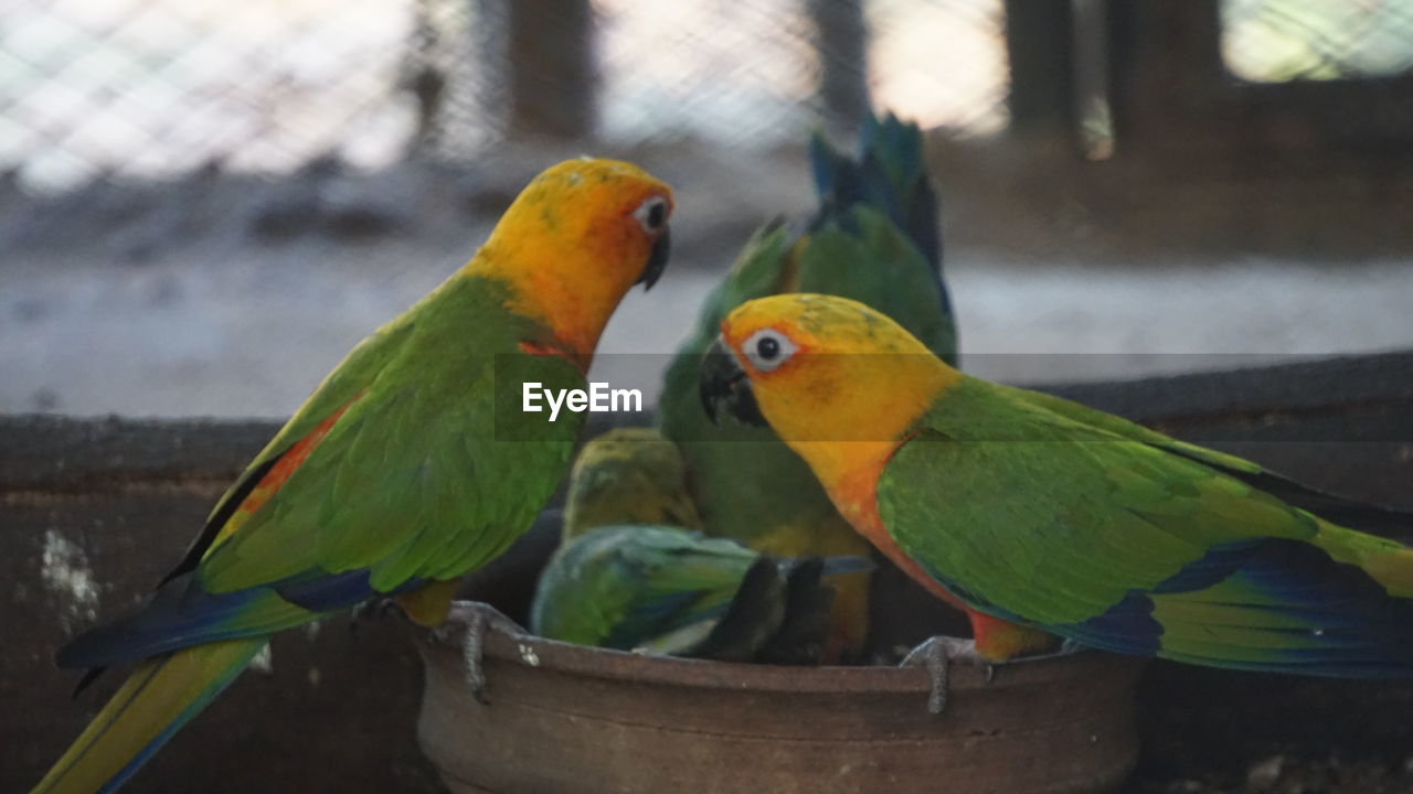 CLOSE-UP OF PARROT PERCHING ON WOOD