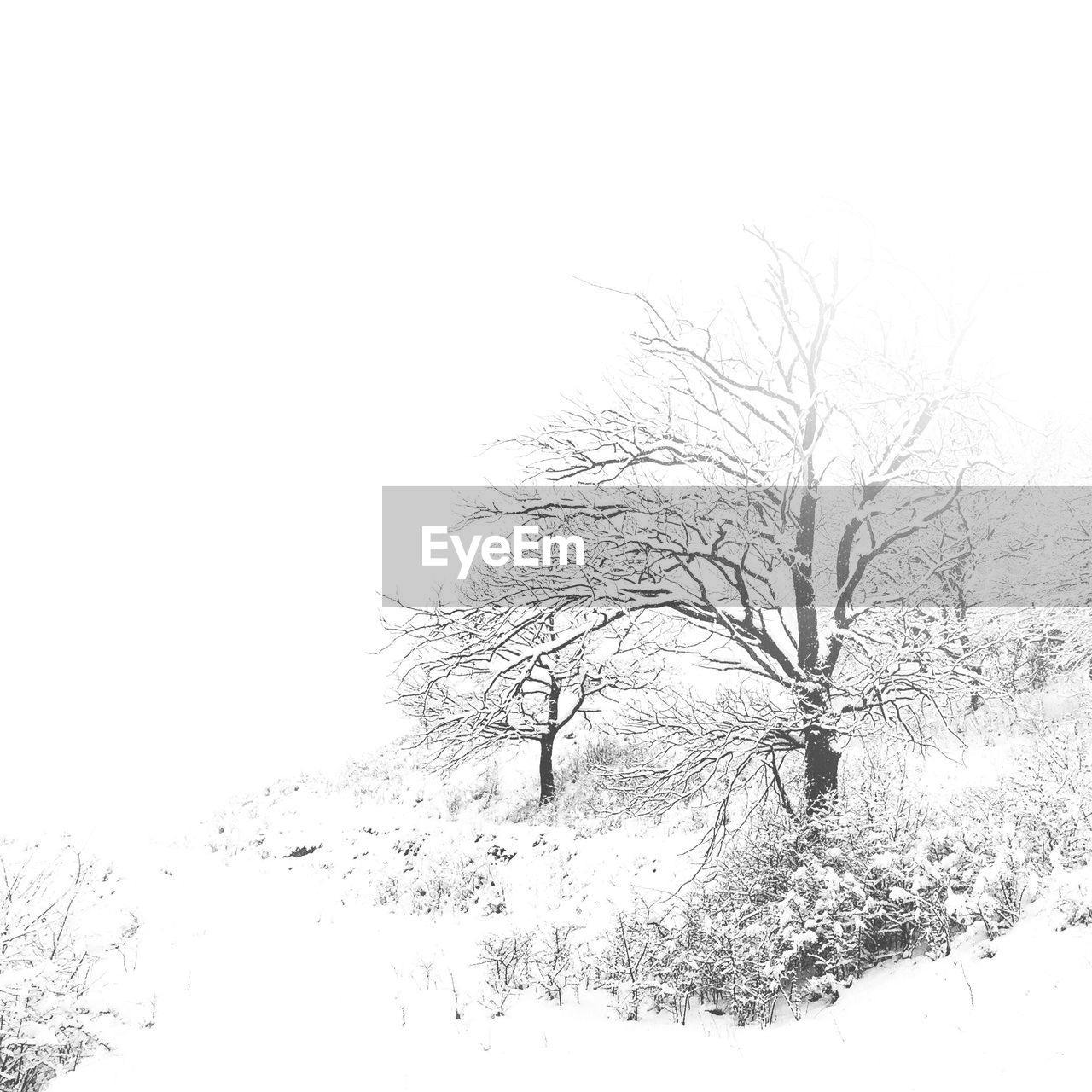 LOW ANGLE VIEW OF BARE TREES AGAINST SKY