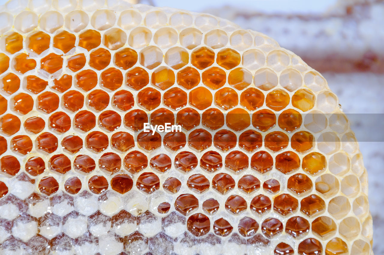 Fresh honey in honeycombs