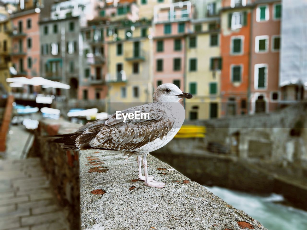 CLOSE-UP OF SEAGULL ON RETAINING WALL