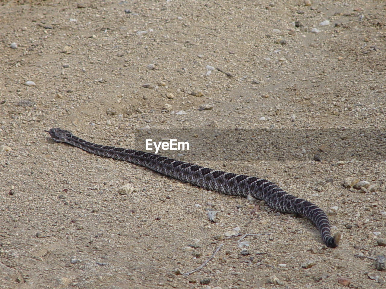 High angle view of snake on ground