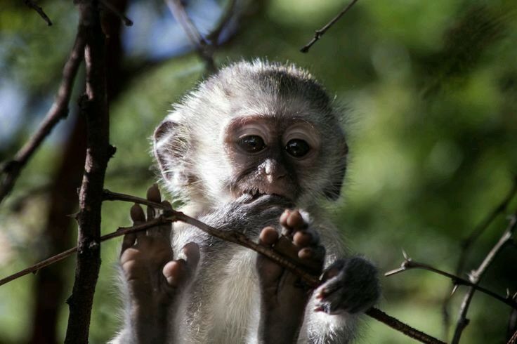 CLOSE-UP PORTRAIT OF MONKEY