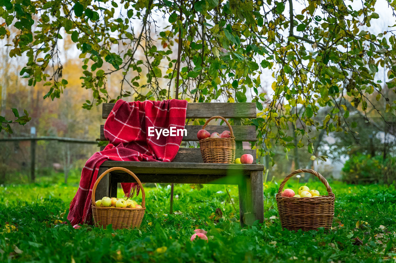 Freshly harvested apples in wicker basket, garden bench. outdoor autumn scene