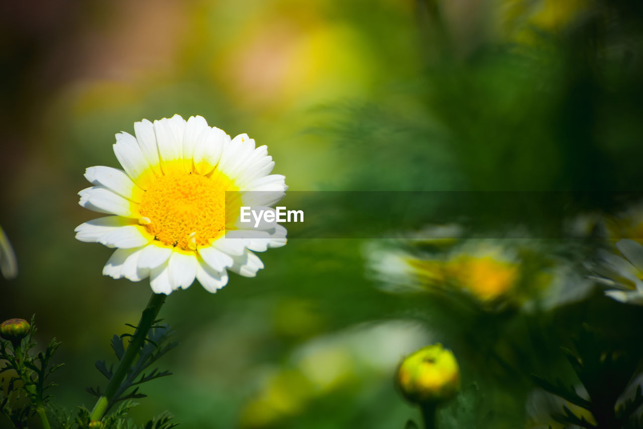 CLOSE-UP OF WHITE DAISY FLOWER
