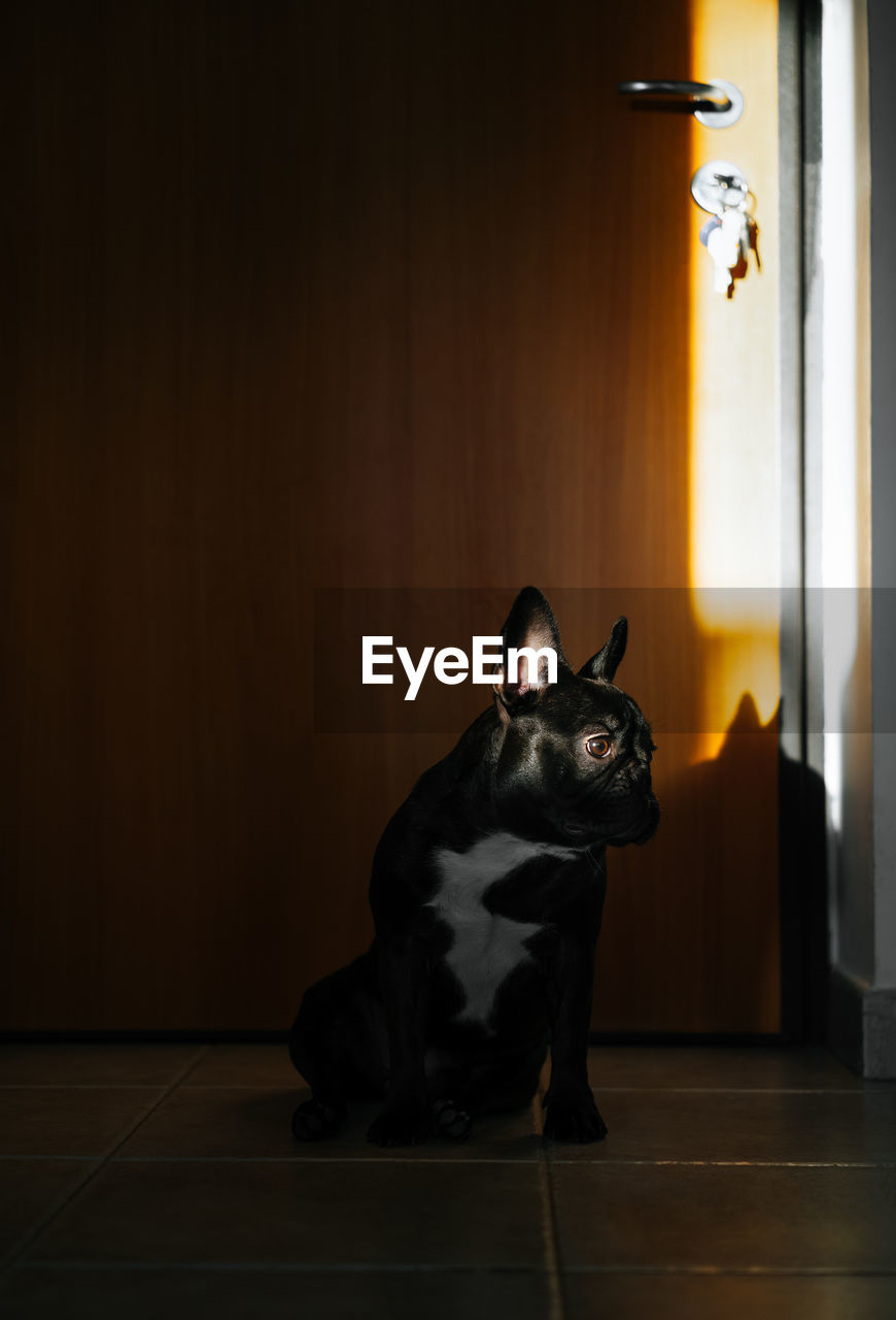 Dog looking away while sitting on floor at home