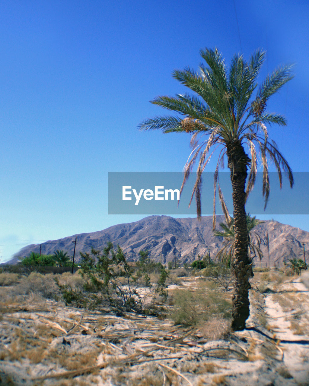 Palm tree against clear blue sky