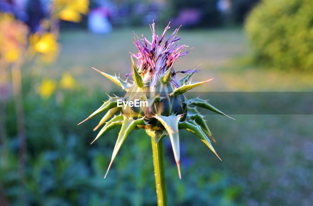 Close-up of purple flowering plant