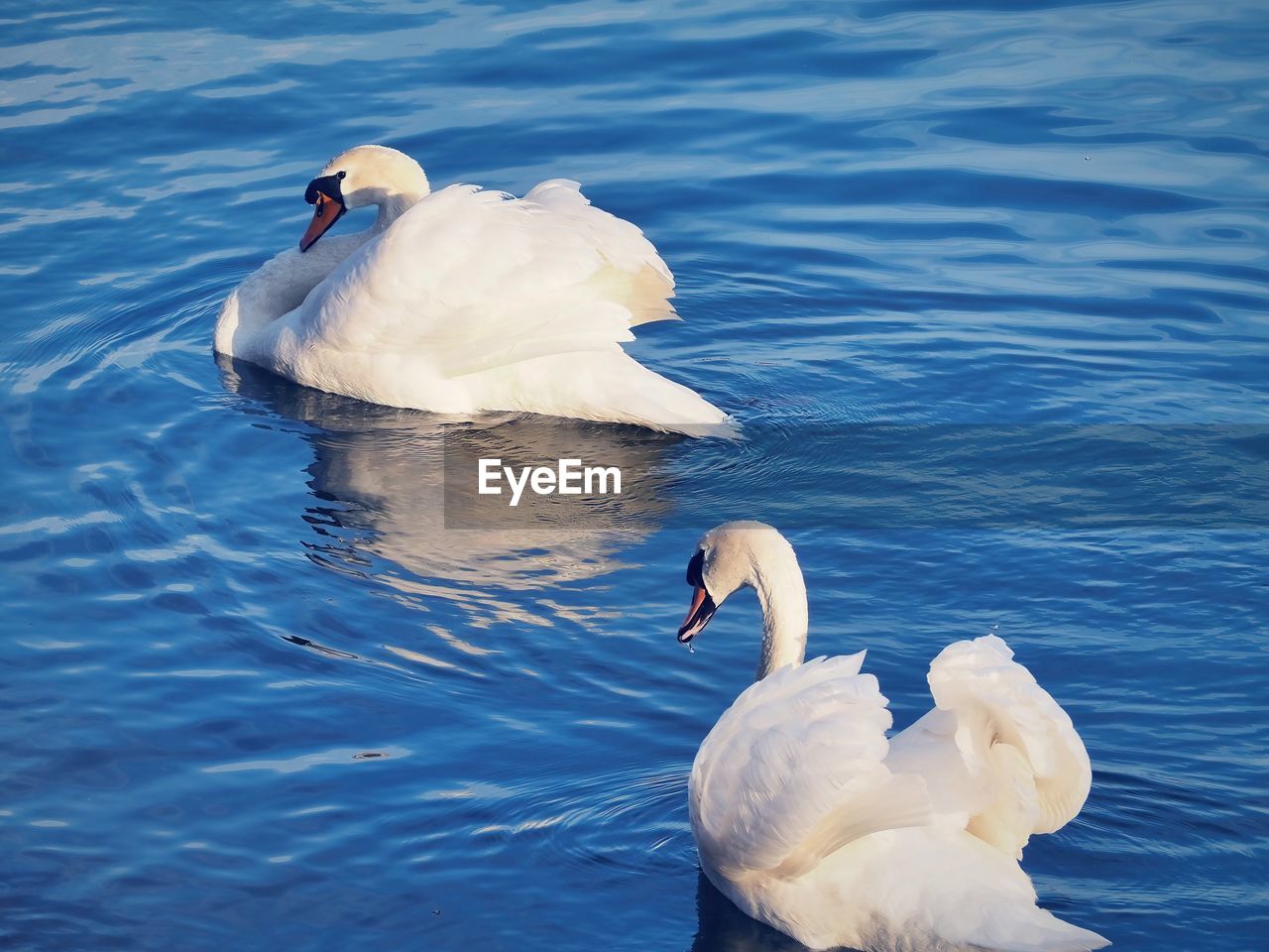 swan, animal themes, animal wildlife, wildlife, animal, bird, water, ducks, geese and swans, swimming, lake, group of animals, beak, nature, water bird, mute swan, white, no people, wing, beauty in nature, two animals, day, zoology, outdoors, floating on water, togetherness, rippled, floating