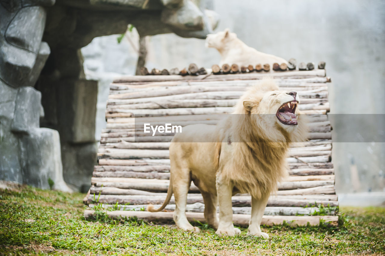 Lions at zoo