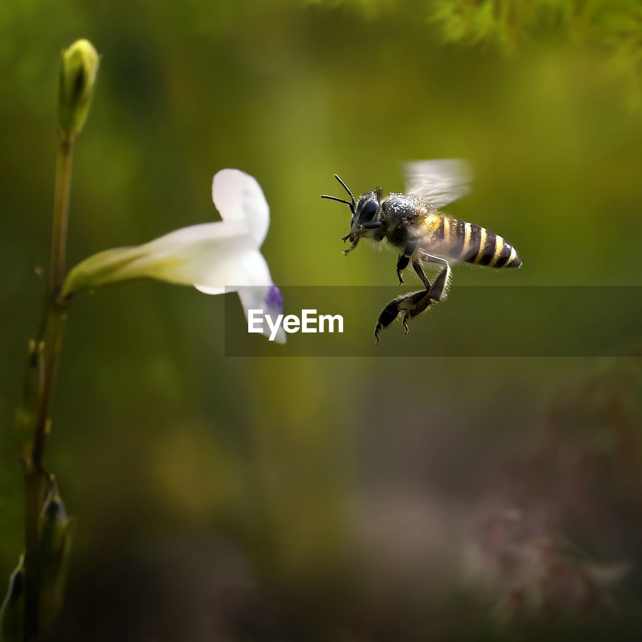 Close-up of bee hovering by flower