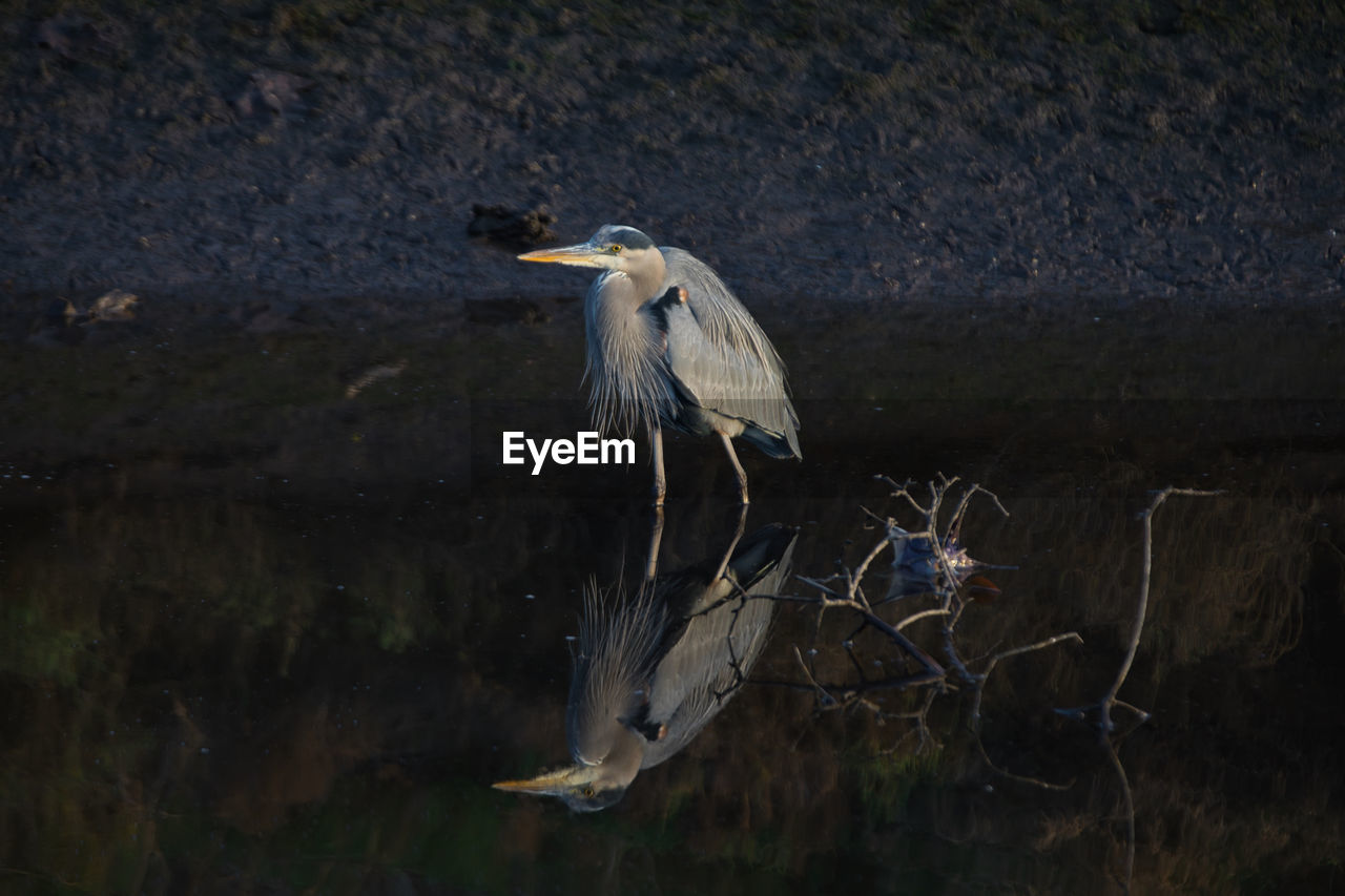 VIEW OF A BIRD FLYING OVER CALM LAKE