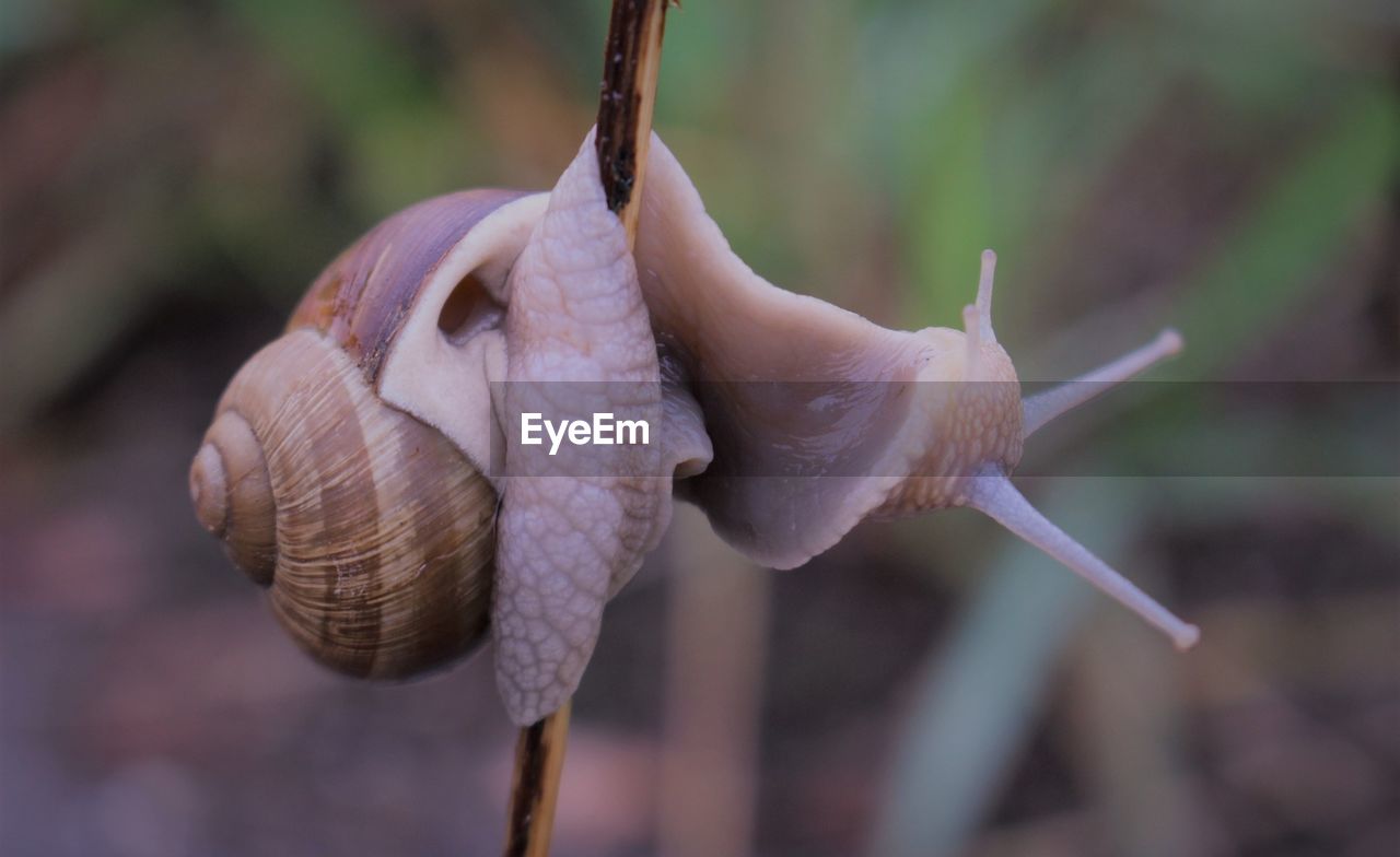 Close-up of snail on plant