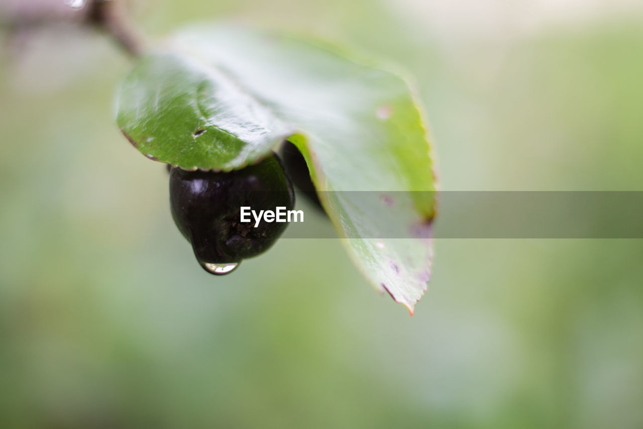 CLOSE-UP OF WATER DROPS ON GREEN LEAF