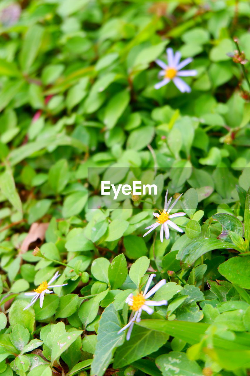 plant, leaf, plant part, flower, green, flowering plant, beauty in nature, nature, freshness, growth, close-up, no people, wildflower, day, outdoors, fragility, lawn, botany, full frame, medicine, summer, focus on foreground