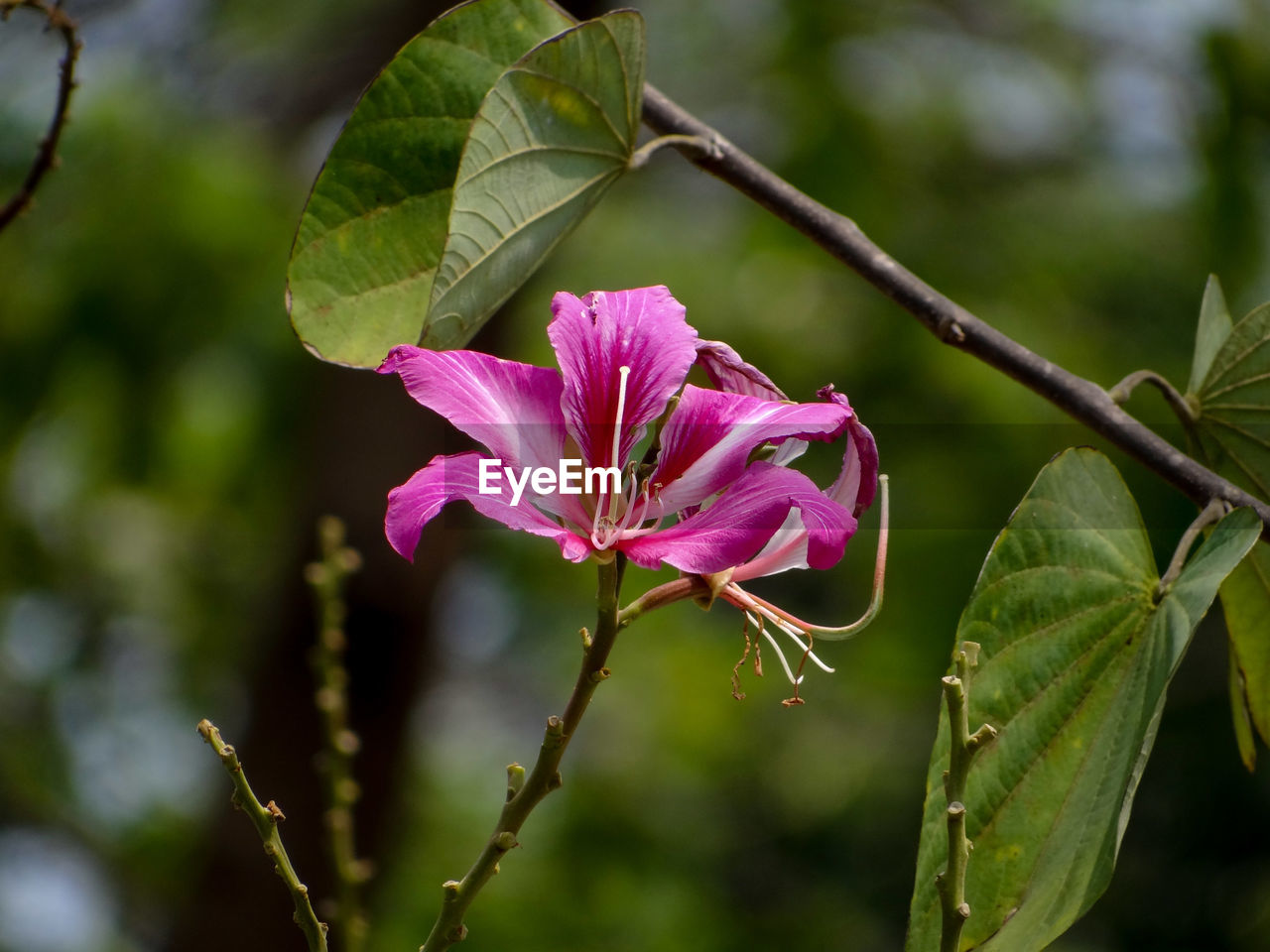 CLOSE-UP OF PINK FLOWERING PLANTS