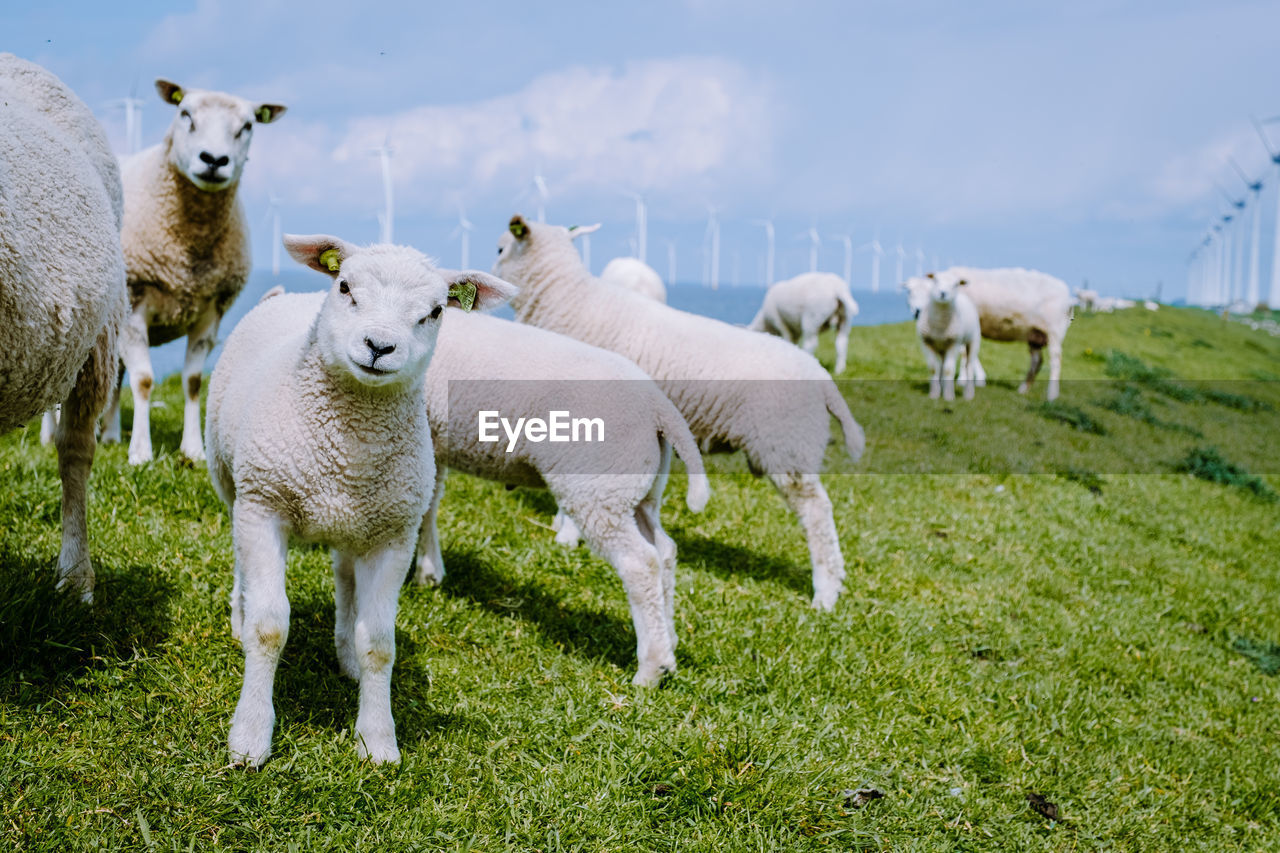 VIEW OF SHEEP IN FIELD