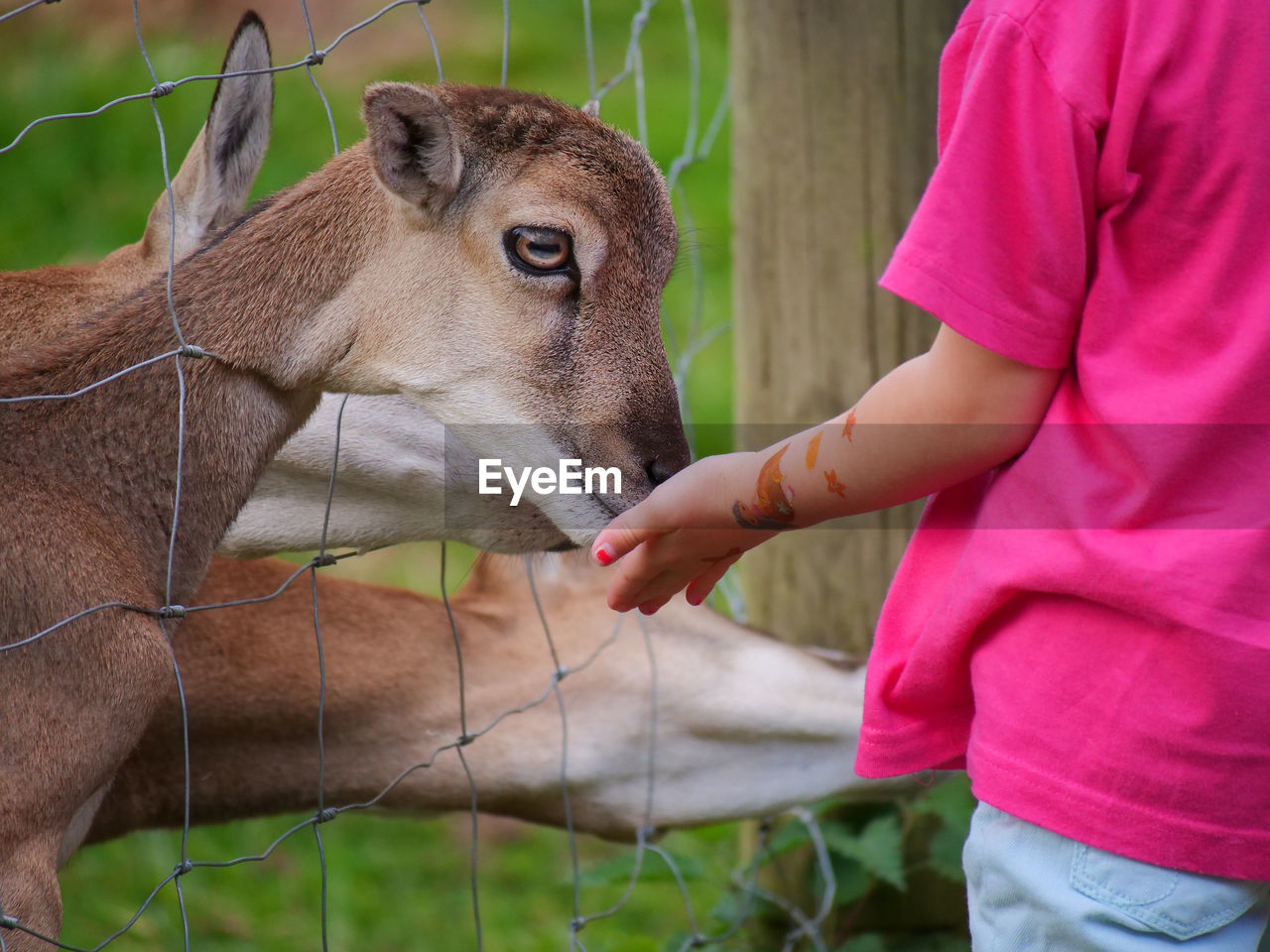 A little girl feeds deer 